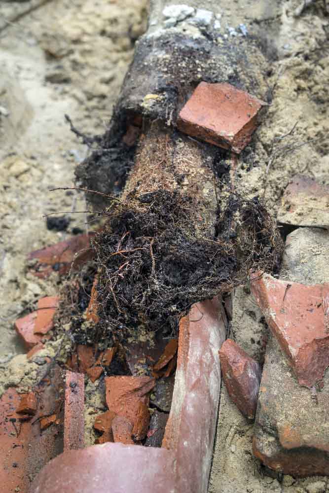 tree roots in pipes Renton, WA tree roots in pipes Renton, WA