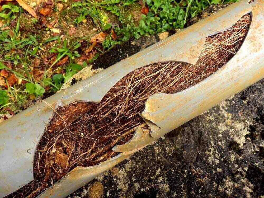 tree-root-intrusion tree-root-intrusion